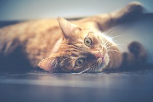 resting cat