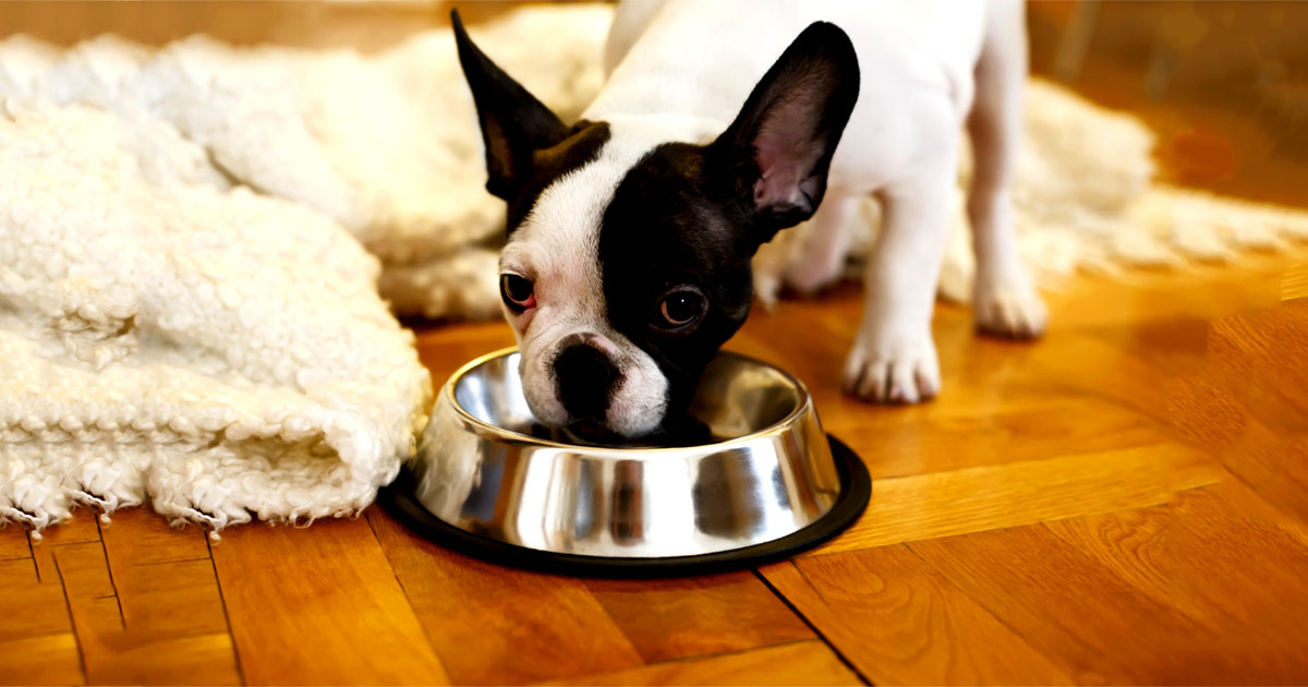 dog food