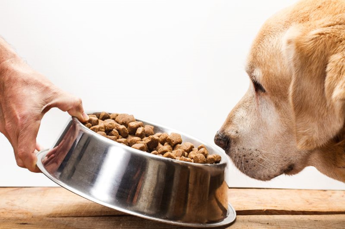 feeding dog