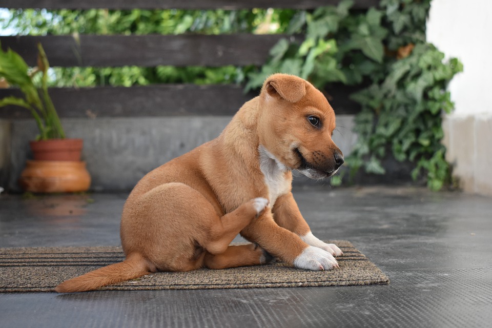 clean puppy