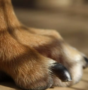 dog's nail