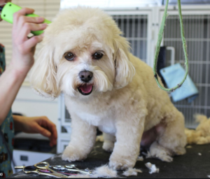 dog grooming