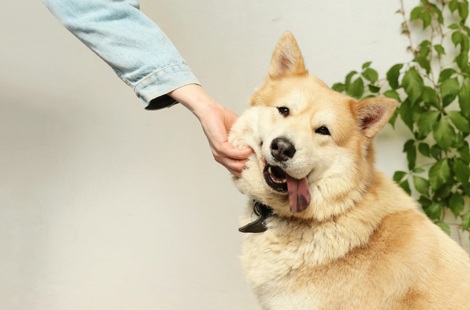 pet